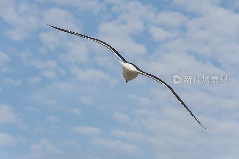 海鸥鸟独自飞翔，从背后看到蓝天白云。