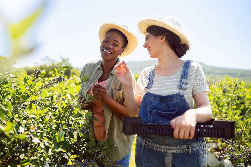 多种族的年轻女工们在农场收割蓝莓时玩得很开心