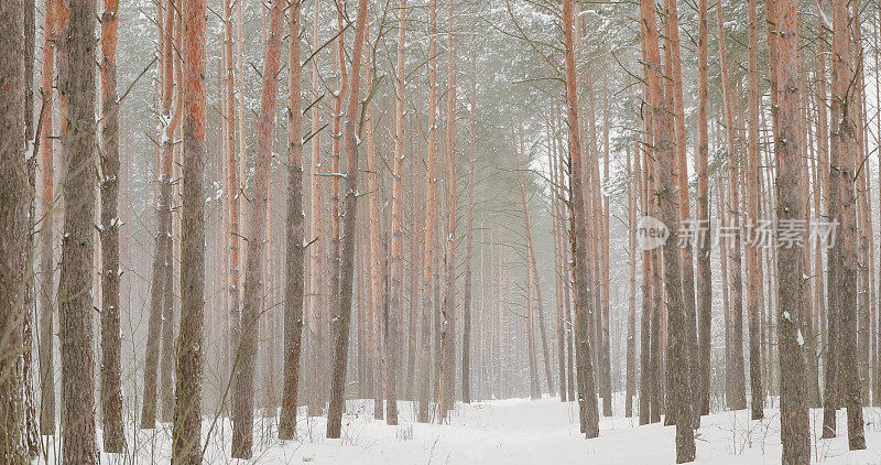 4K美丽的白雪皑皑的森林在冬天霜冻的日子。在冬天的森林里下雪。下雪的天气。冬季雪针叶林。大风天的暴风雪。穿越雪林的道路