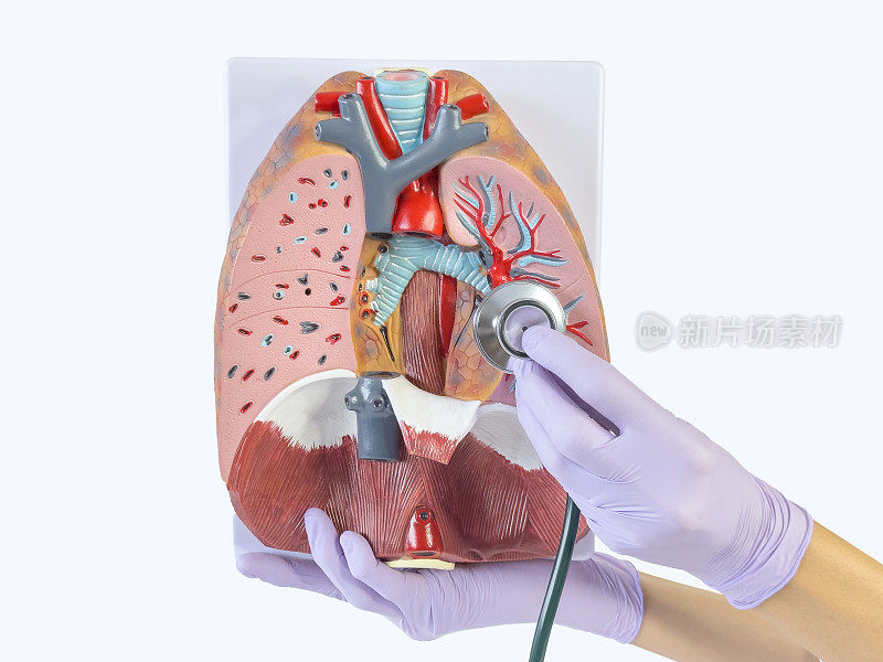 肺科医生正在展示一个肺模型