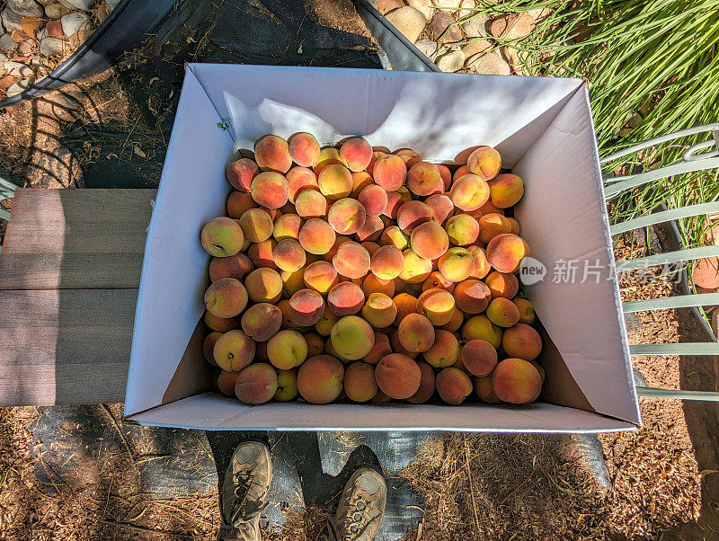 来自犹他州锡安国家公园基内萨瓦山下维珍谷农场的桃子