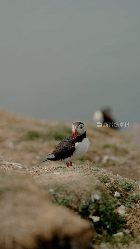 海雀群中的海雀