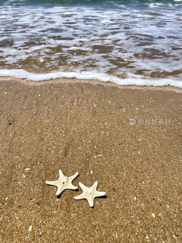 海滩上的贝壳