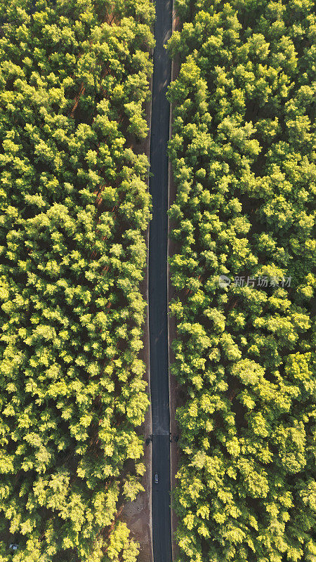 空中垂直镜头的柏油路在山上覆盖着森林树木