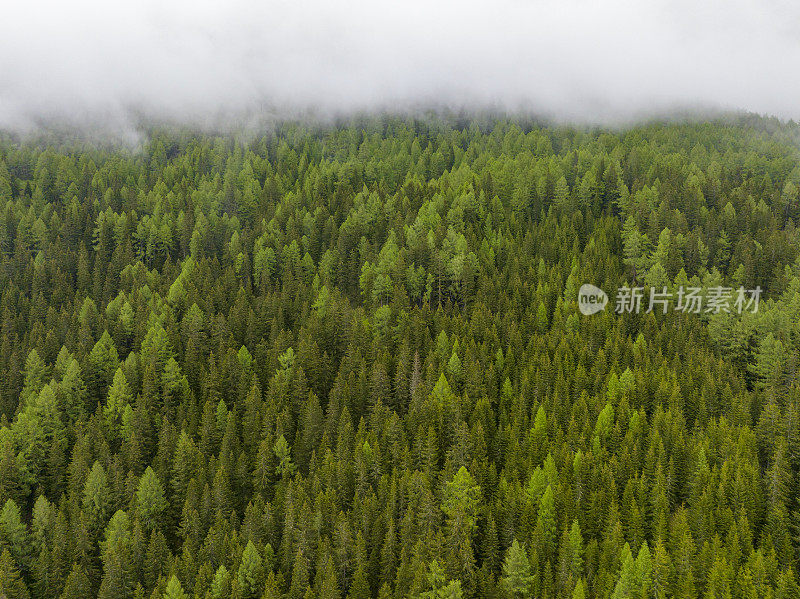 阿尔卑斯山中东部的一座山上的松树林景观