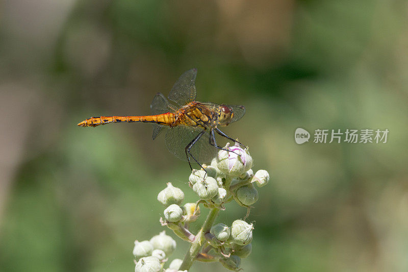 普通蜻蜓