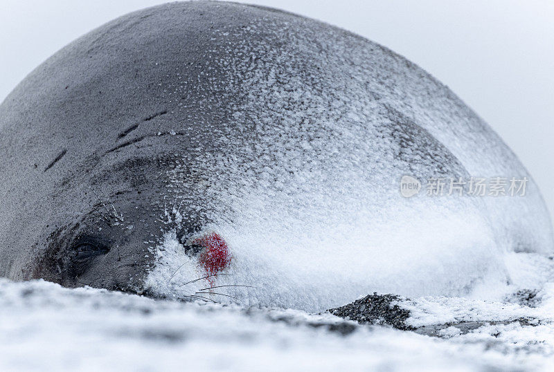 南极南乔治亚岛圣安德鲁湾的象海豹