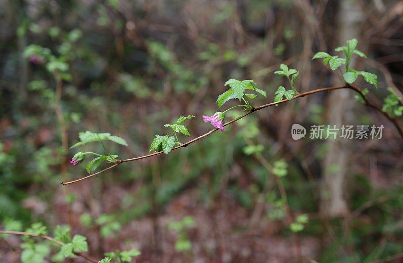 加拿大不列颠哥伦比亚省的早期沙门莓