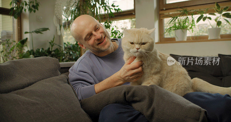 男主人在沙发上抚摸着一只毛茸茸的白色英国短毛猫