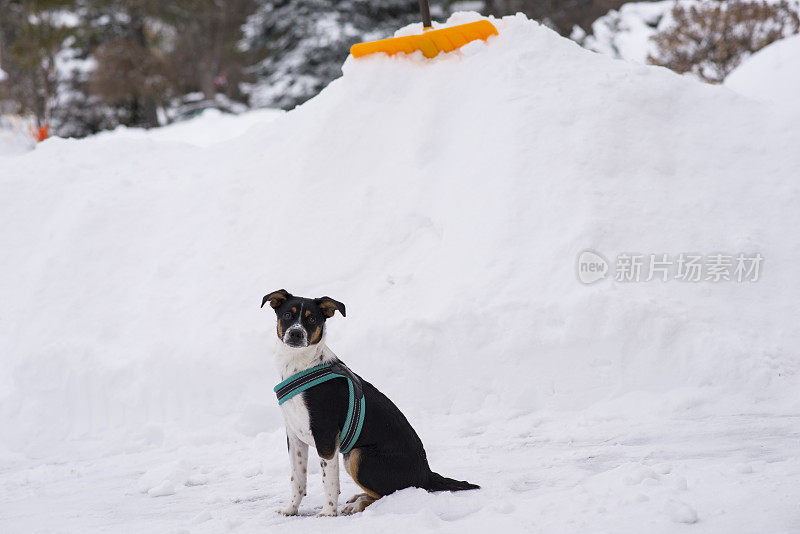 温顺的小狗坐在雪地里