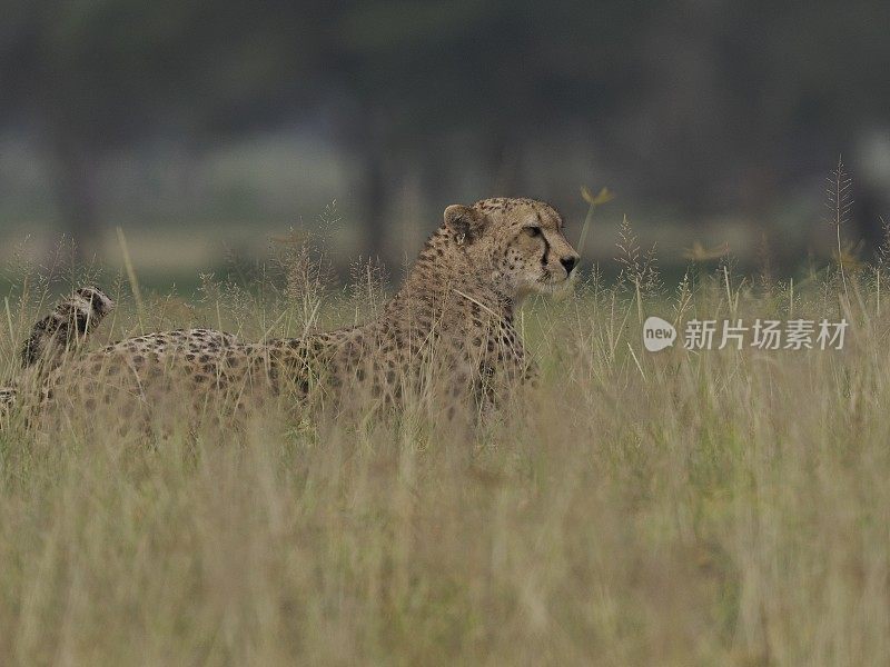 大草原上的猎豹