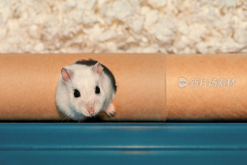 可爱的仓鼠从纸隧道的洞里探出头来，俯视图