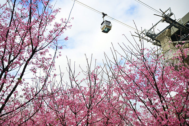 樱花盛开，昂坪缆车，天空多云