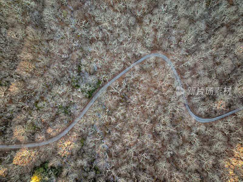 森林中荒凉的道路