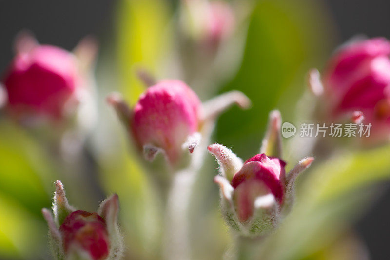 娇嫩美丽的粉红色苹果花