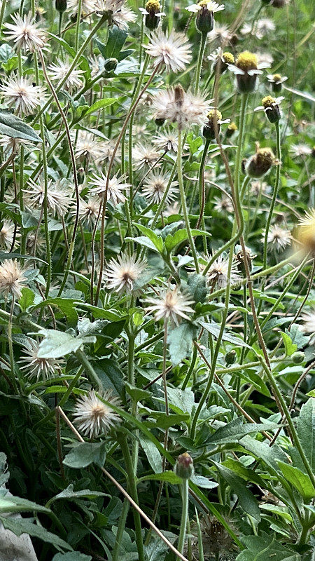 白色的雏菊正在凋谢，花瓣落在地上