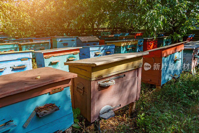 夏天空地上有蜂箱的蜂房。蜜蜂的房子建在绿草地上。养蜂人和养蜂。