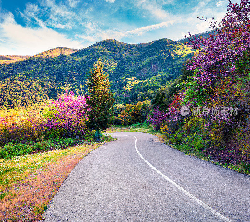 希腊山上盛开的樱桃树。春光明媚的乡村景色，卡梅纳乌尔拉的位置。自然美概念背景。艺术风格的后期处理照片。