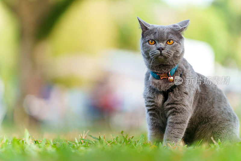 一只可爱的灰猫坐在公园的草地上，用模糊的绿色自然背景凝视着前方。