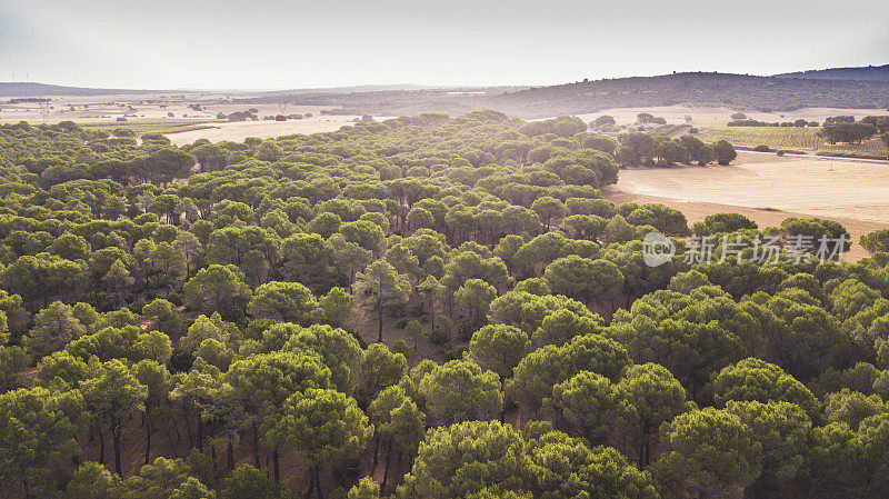空中无人机拍摄的绿色草甸和松林树木在山地户外自然景观景区