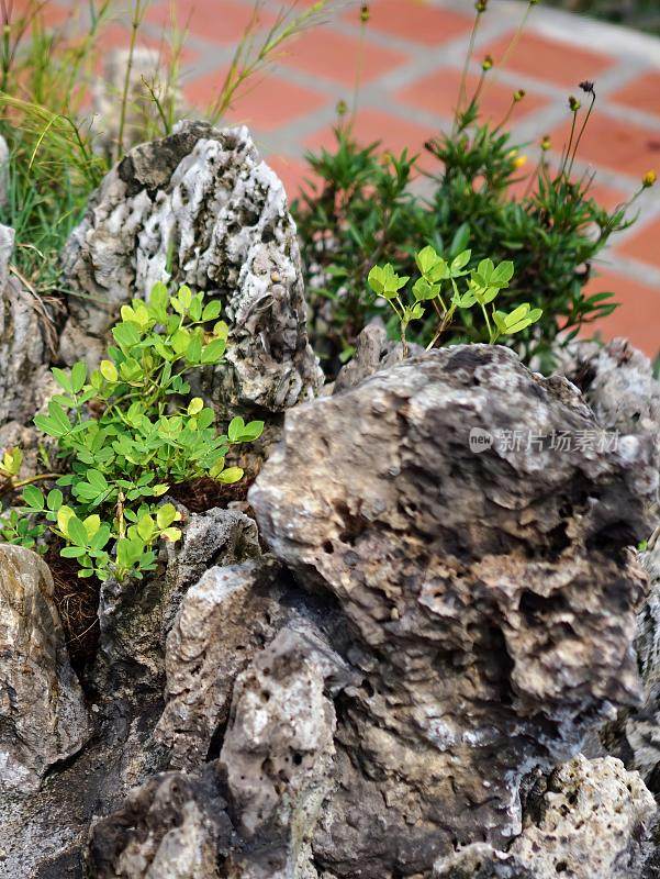 一张岩石花园的照片，上面长着一株小植物。