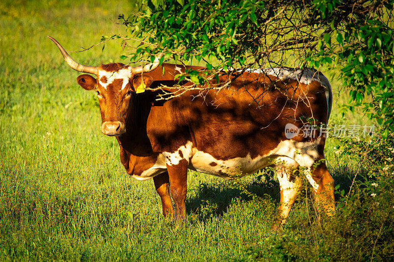 著名的德州长角美国品种牛在牧场草地上自由进食