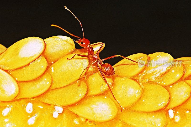 蚂蚁爬上哈密瓜的种子。