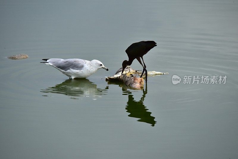 海鸥和白面朱鹮吃鲤鱼