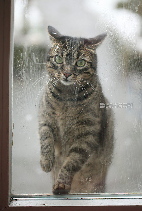 虎斑猫