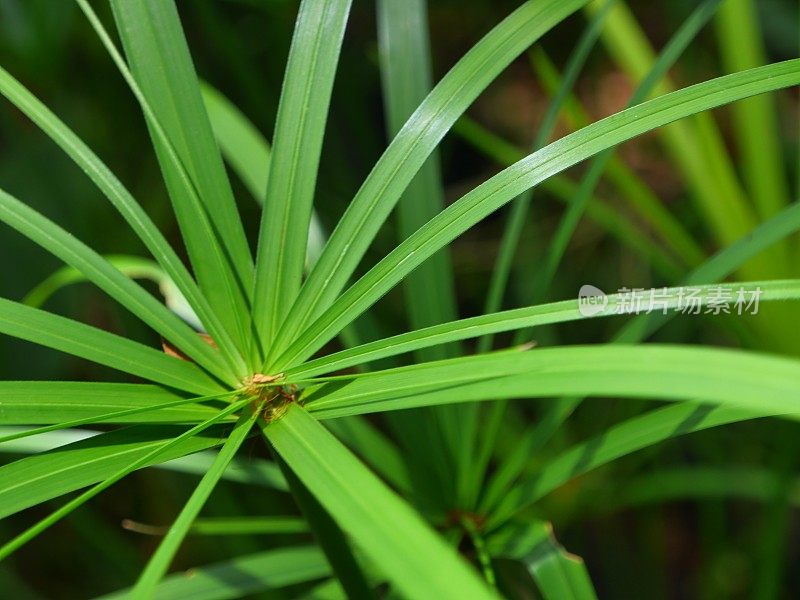 绿色纸莎草树植物的叶子