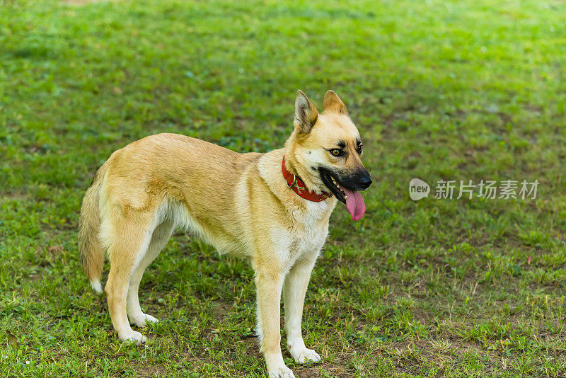 美丽的比利时玛利诺犬在自家院子里散步。