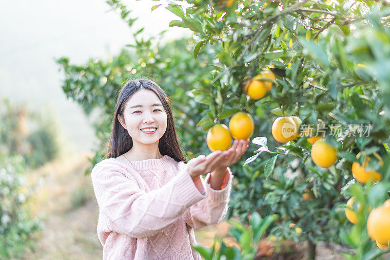 亚洲年轻女子在果园里采摘橙子