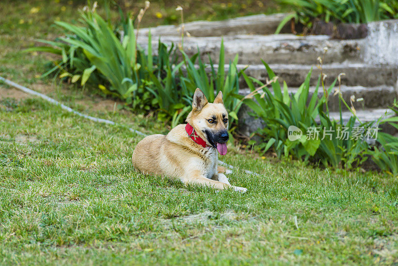 美丽的比利时玛利诺犬在自家院子里休息。