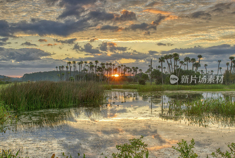 令人叹为观止的奥兰多湿地公园在一个充满活力的日出在美国佛罗里达中部