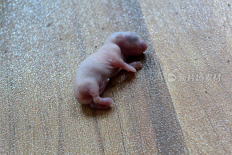 死去的新生老鼠幼崽躺在地板上的一块瓷砖上