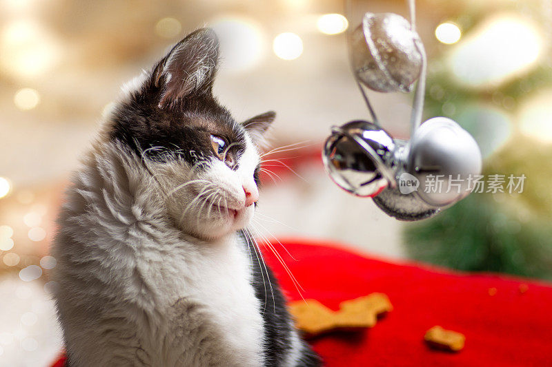 小猫和节日的圣诞装饰