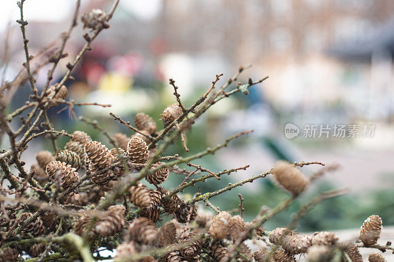 圣诞市场上云杉圆锥的特写