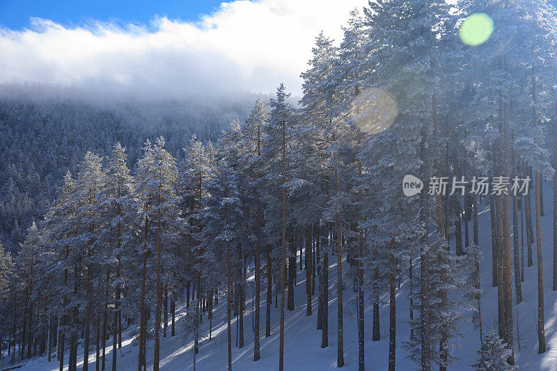 冬针叶林雪松。山顶的高山景观。阿尔卑斯山滑雪区。欧洲滑雪胜地。