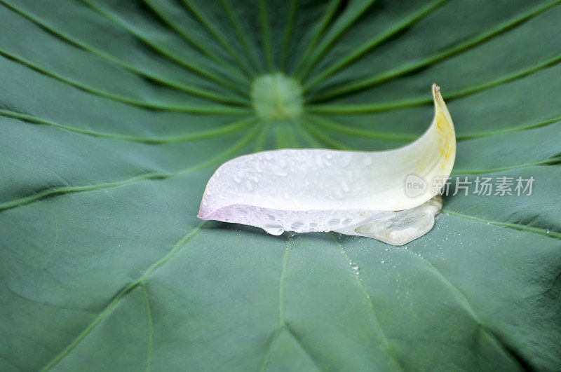 荷花和水滴在池塘里