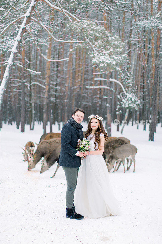相爱的情侣漫步，拥抱，亲吻，在冬天的雪地里。背景是一群鹿。冬季婚礼。