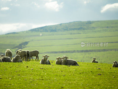 绵羊在阳光明媚的夏季景观