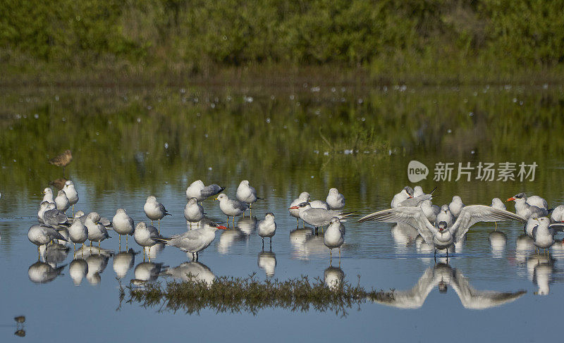 野生燕鸥群在大西洋红树林海岸在梅里特岛国家野生动物保护区佛罗里达