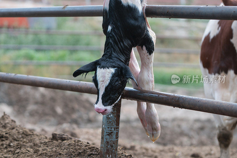 新生牛犊试图呼吸