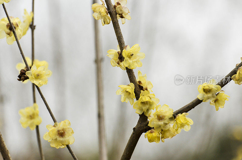 阳光下的蜡梅花