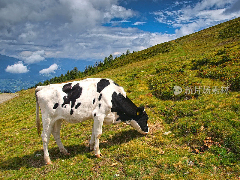 高山牛