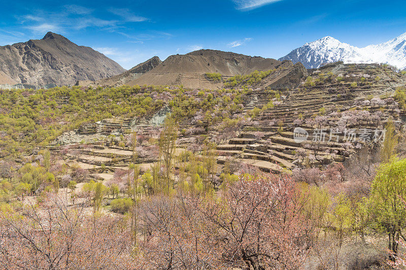 自然风景沿着喀喇昆仑山在罕萨山谷与樱花盛开的秋天巴基斯坦