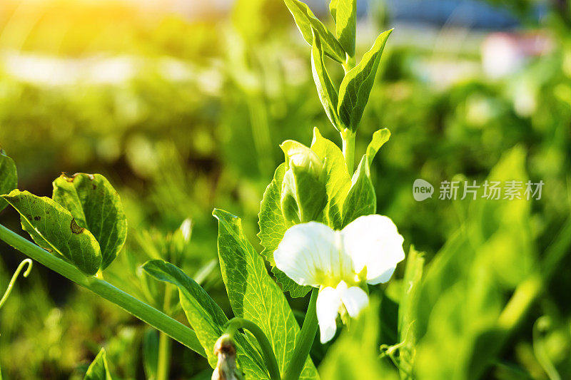 在春天的阳光下，豆荚花在农田里