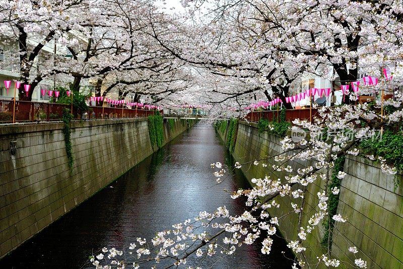 东京目黑河上的樱花