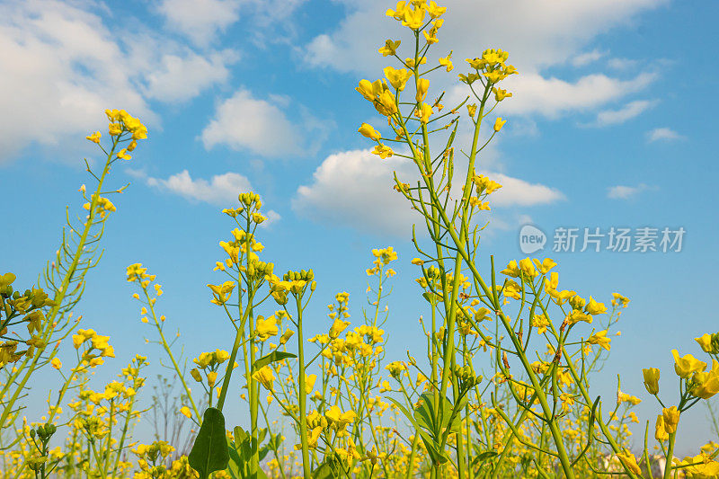 春天蓝天下的油菜花