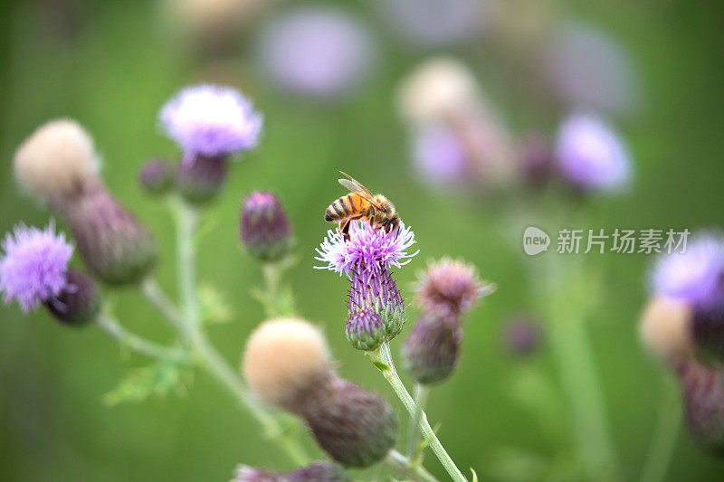 蜜蜂在蓟花上寻找花蜜